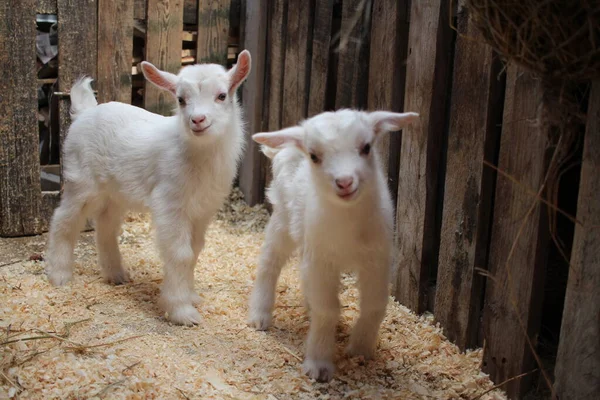 Дві Маленькі Новонароджені Білі Дитини Козел Тварини Фермі — стокове фото
