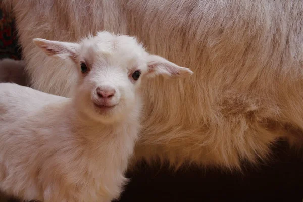 Criança Branca Recém Nascida Com Mãe Cabra Bebê Animal Fazenda — Fotografia de Stock