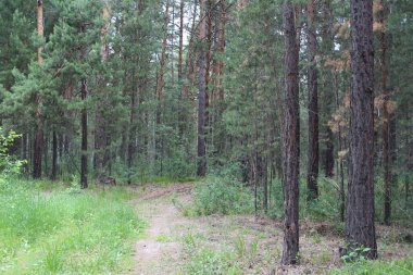 Yazın yürümek için patikası olan çam ormanı ağaçlarda uzun kozalaklı çam ağaçları yetiştirir.