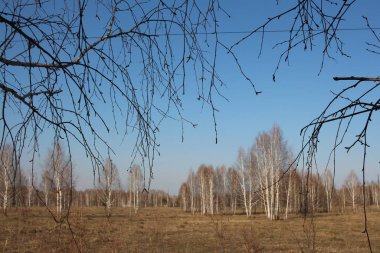 Ağaçların dalları arasında, orman arazisindeki kuru otlarla kaplı bahar manzarası
