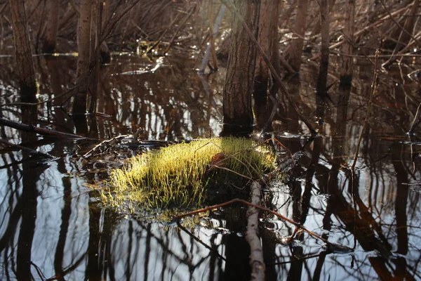 Wasserpflanze See Moos Blüht Sumpf Frühling Aus Dem Wasser — Stockfoto