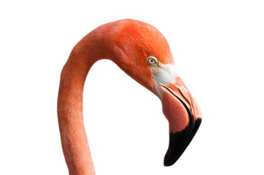 Beyaz arkaplanda izole edilmiş pembe flamingo portresi