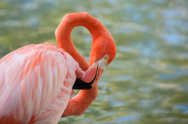  Nehirde pembe flamingo. 8 / 8 numaralı şekil. 8 Mart