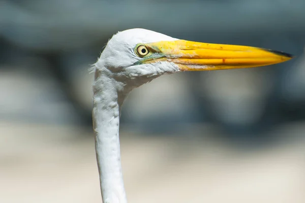 Portrait White Egret Big Long Yellow Beak Close — Stock Photo, Image