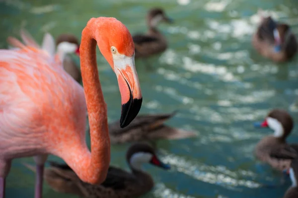Roze Flamingo Rivier Met Eenden Voeding — Stockfoto