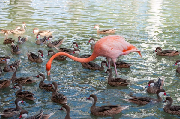 Pink flamingo on the river with ducks. Feeding