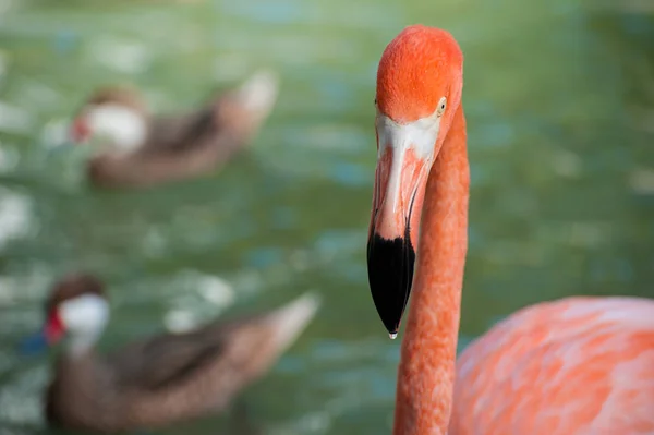 Rosa Flamingo Floden Med Ankor Utfodring — Stockfoto