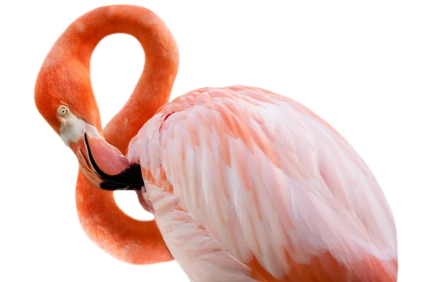 Geïsoleerde Roze Flamingo Witte Achtergrond Vorm Van Nummer Acht Maart — Stockfoto