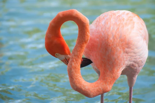 Pink Flamingo River Shape Number Eight March — 스톡 사진
