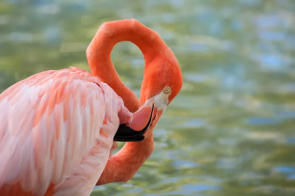 Pink Flamingo River Shape Number Eight March — 스톡 사진