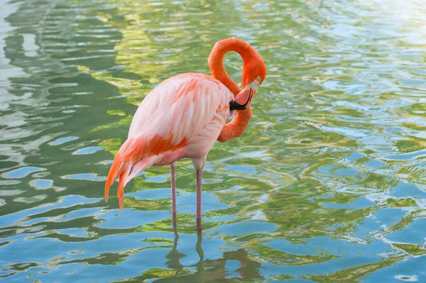 Pink Flamingo River — 스톡 사진