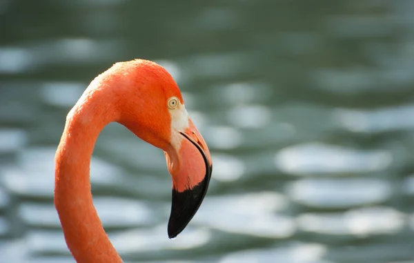 Close Portret Van Roze Flamingo — Stockfoto