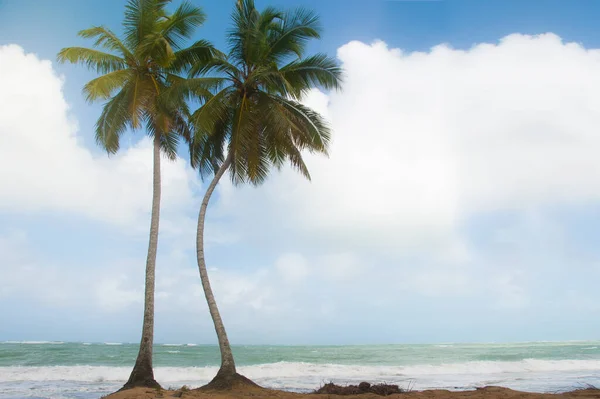 Vacker Utsikt Över Kokospalmen Underifrån Blå Himmel Och Moln — Stockfoto