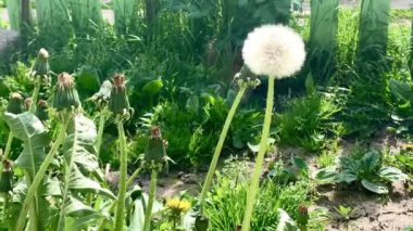 Yeşil çimenlerin zaman aşımı. Yaz doğası.