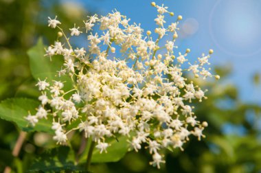 Ağaçtaki beyaz güzel çiçekler. Mavi gökyüzü