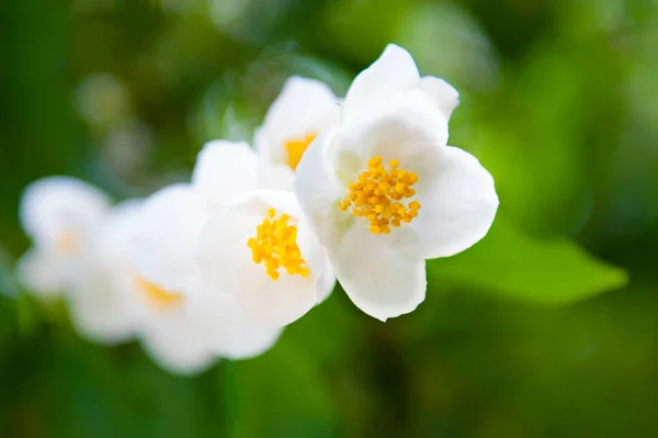 Jasmine Flowers Blossom Big White — Stock Photo, Image