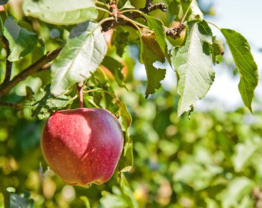 Elma dalında kırmızı elmalar