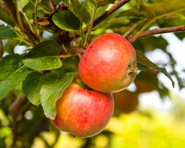 Elma dalında kırmızı elmalar