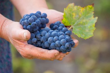 İnci teftiş bir şarap tüccarı veya üzüm çiftçinin elinde yakın çekim