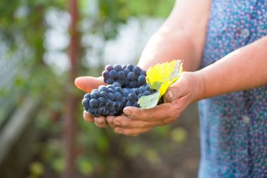 İnci teftiş bir şarap tüccarı veya üzüm çiftçinin elinde yakın çekim