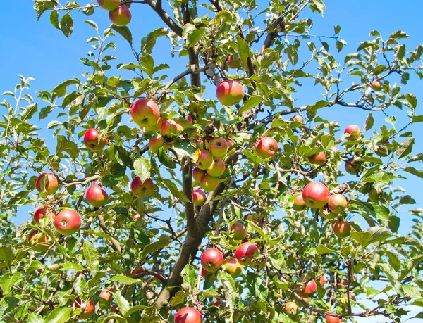 Elma dalında kırmızı elmalar