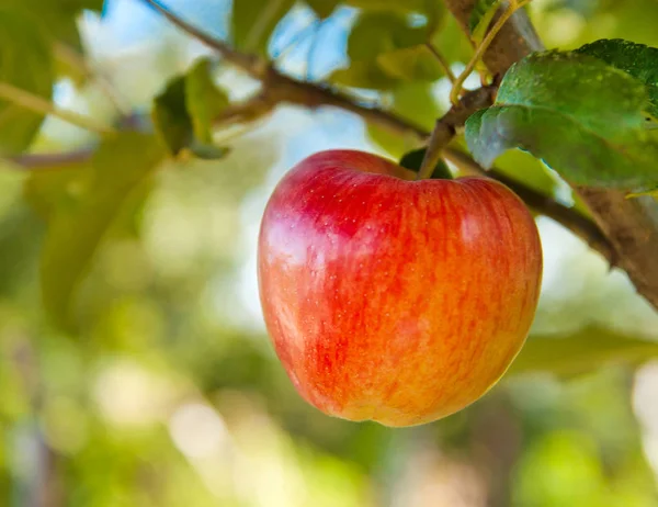 Red apples on apple tree branch — Stock Photo, Image