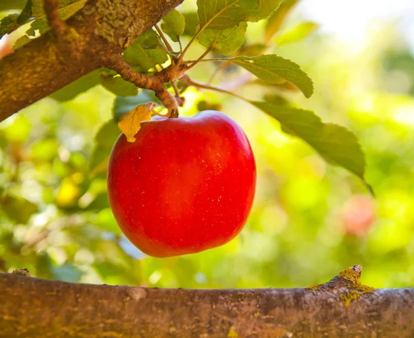 Red apples on apple tree branch — Stock Photo, Image