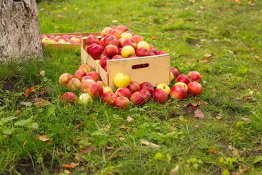fotoğrafı taze otların arasında tahta bir sandık içinde kırmızı elma aldı