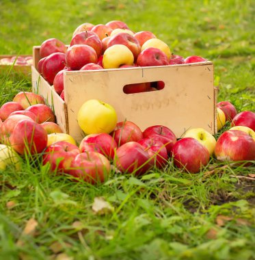 fotoğrafı taze otların arasında tahta bir sandık içinde kırmızı elma aldı