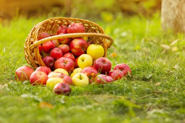 Sepetteki sağlıklı organik elmalar, gün ışığında yeşil çimlerde.