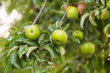 yeşil, sarı elma elma ağacı dalı