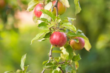 Elma dalında kırmızı elmalar