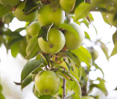 yeşil, sarı elma elma ağacı dalı