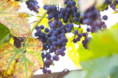 Güneş ışığı, asma üzüm demet