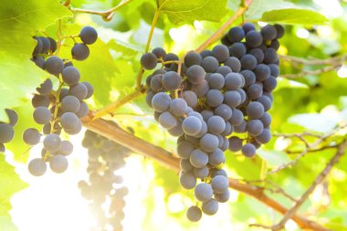 Güneş ışığı, asma üzüm demet