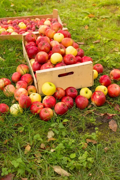 Photo de pommes rouges fraîchement cueillies dans une caisse en bois sur l'herbe dans — Photo