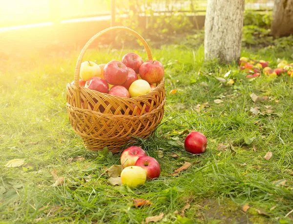 Healthy Organic Apples in the Basket on green grass in sunshine — Stock Photo, Image