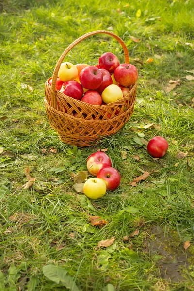 Sepetteki sağlıklı organik elmalar, gün ışığında yeşil çimlerde. — Stok fotoğraf