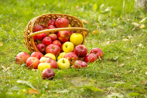 Υγιή βιολογικά μήλα στο καλάθι με πράσινο γρασίδι στον ήλιο — Φωτογραφία Αρχείου