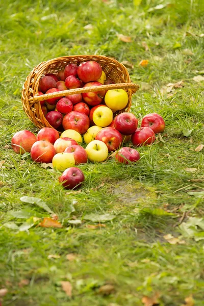 Zdravá organická jablka v koši na zelené trávě na slunci — Stock fotografie