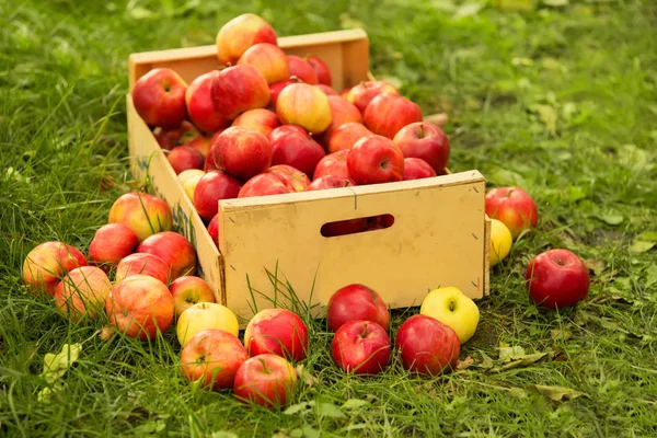 Photo of freshly picked red apples in a wooden crate on grass in — Stock Photo, Image