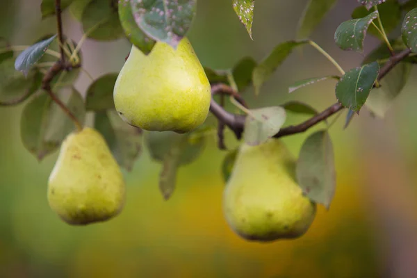 green, yellow pears on pear tree branch