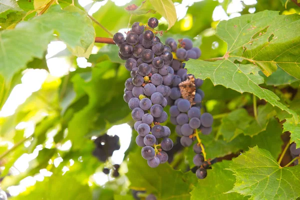 Güneş ışığı, asma üzüm demet