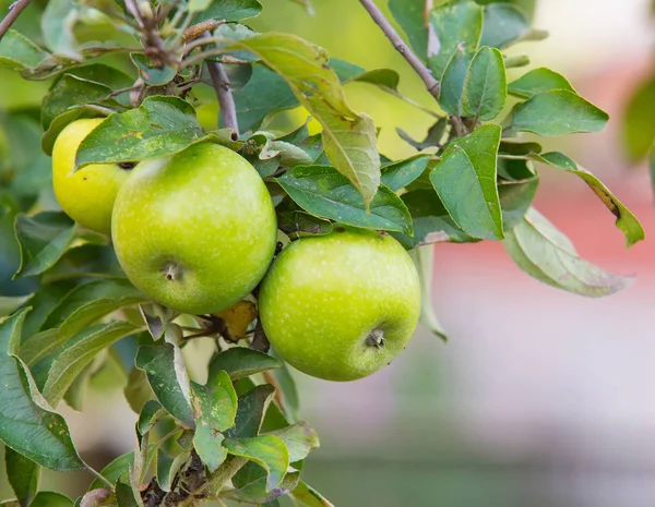 Green, yellow apples on apple tree branch — Stock Photo, Image