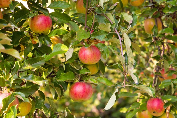 Red apples on apple tree branch — Stock Photo, Image