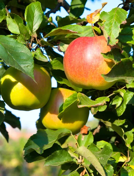 다채로운 야외 촬영에 빨간 사과 많이 포함 하 — 스톡 사진