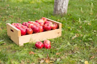 fotoğrafı taze otların arasında tahta bir sandık içinde kırmızı elma aldı