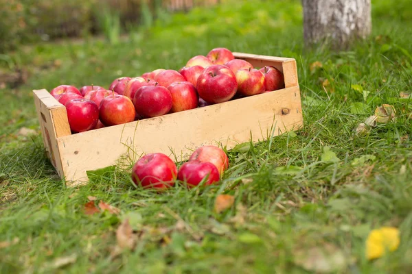 Φωτογραφία: φρεσκοκομμένα κόκκινα μήλα σε ξύλινο κιβώτιο στο γρασίδι σε — Φωτογραφία Αρχείου