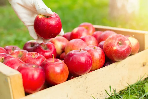 Člověk ruku dal červené jablko v box v zahradě — Stock fotografie