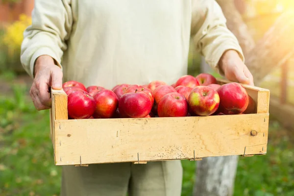Człowiek posiada duże pole z piękne czyste apple w ogrodzie — Zdjęcie stockowe
